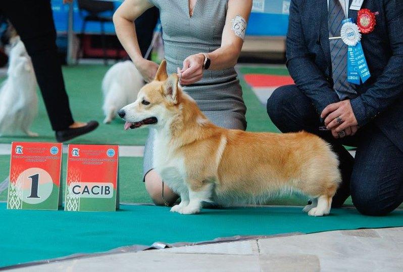 Zvan Zior iz Imperii Adamant | Pembroke Welsh Corgi 