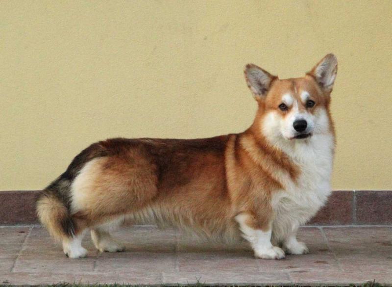CORGILANDIA ICARO | Pembroke Welsh Corgi 