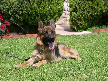 Ox di casa pastori | German Shepherd Dog 