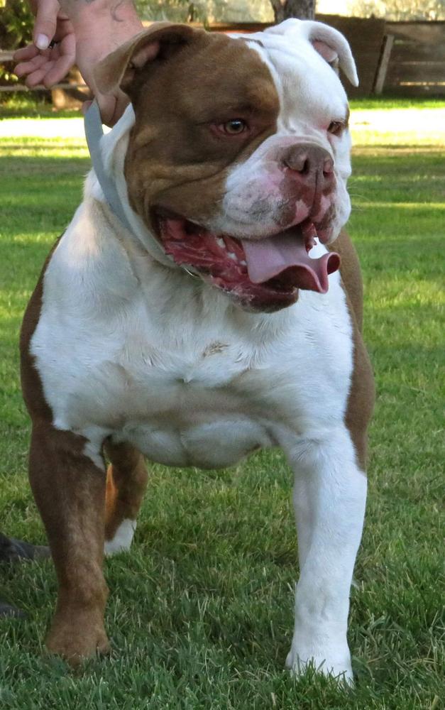 Khaos' Causin A Ruckus (HAVOC) | Olde English Bulldogge 