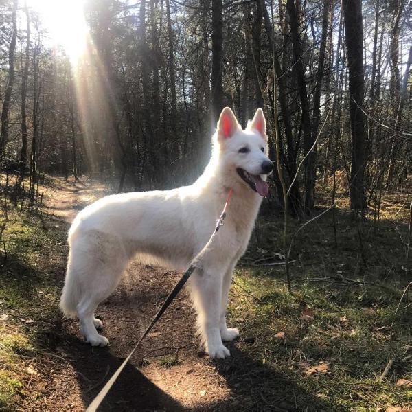 Sylvester Magdu uit het Noorden | White Swiss Shepherd Dog 