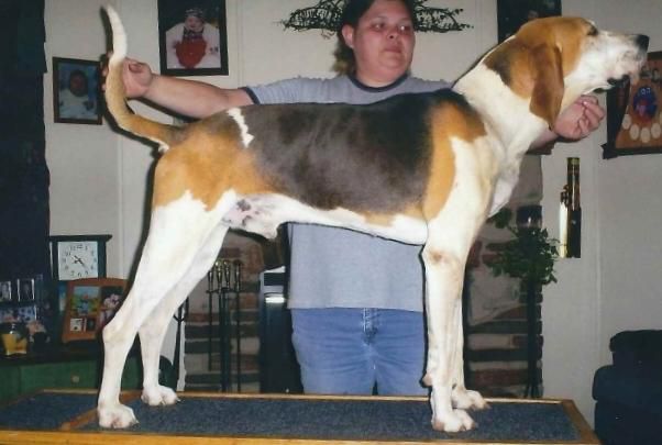 Sidearm Big Deal | Treeing Walker Coonhound 