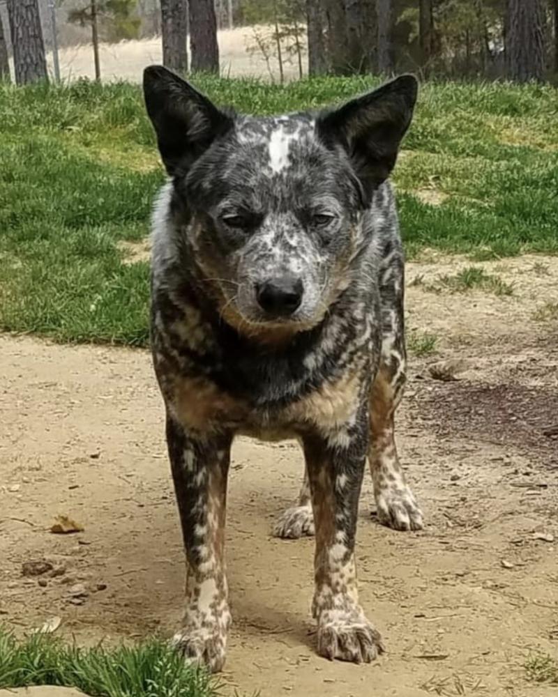 Merle ll | Australian Cattle Dog 