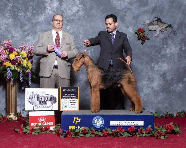Kairk's How Lucky Can You Get | Airedale Terrier 