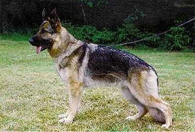 Soffie von Arlett | German Shepherd Dog 