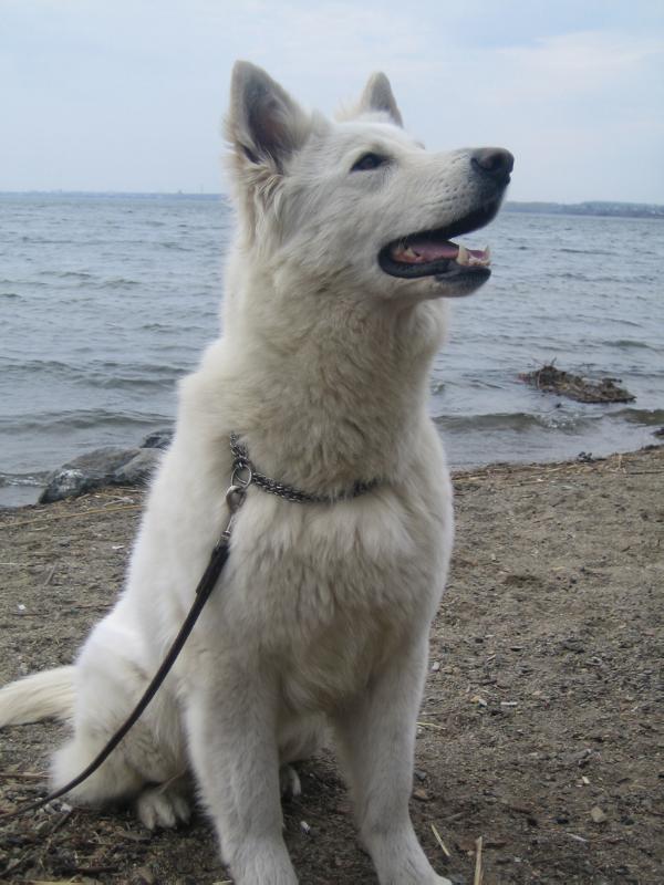 ????? ????? ????????? | White Swiss Shepherd Dog 