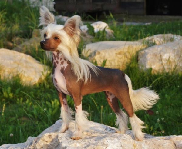 Bow Chicka Wow by Angel-Crest | Chinese Crested 