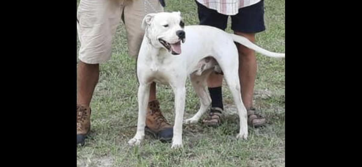 Freeze’s Drax | American Bulldog 