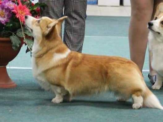 Lisja Staja Gotovaya Pobezhdat | Pembroke Welsh Corgi 