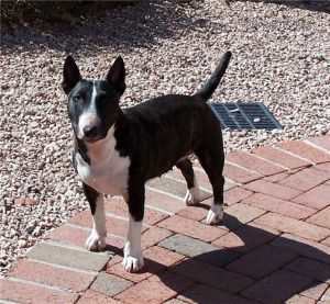 WILD WEST QUEEN OF HEARTS.. | Miniature Bull Terrier 