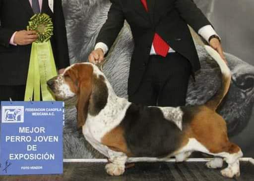 Pan Clan Babbo | Basset Hound 