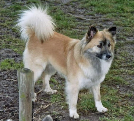 Isdalur´s Askur | Icelandic Sheepdog 