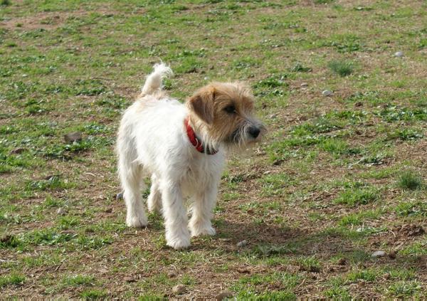 Amy Winehouse | Jack Russell Terrier 