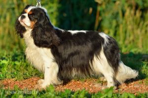 ROYAL FANTASY PAINTED LADY | Cavalier King Charles Spaniel 