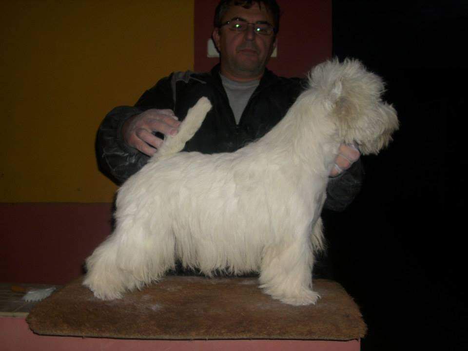 Al' Phonsus Capone de Abalone | West Highland White Terrier 