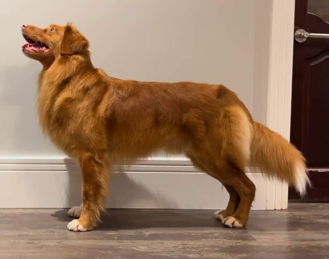 Tollelkin Caife Americano | Nova Scotia Duck Tolling Retriever 