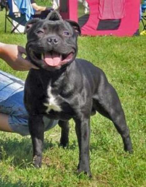 But's Charming Ruffians Ysberin | Staffordshire Bull Terrier 