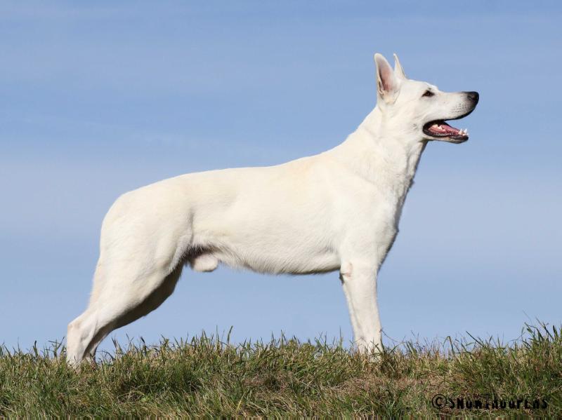 Born to Win Warrior Hooligan | White Swiss Shepherd Dog 