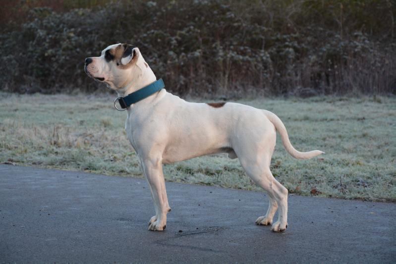 Whitebullys Arnold | American Bulldog 