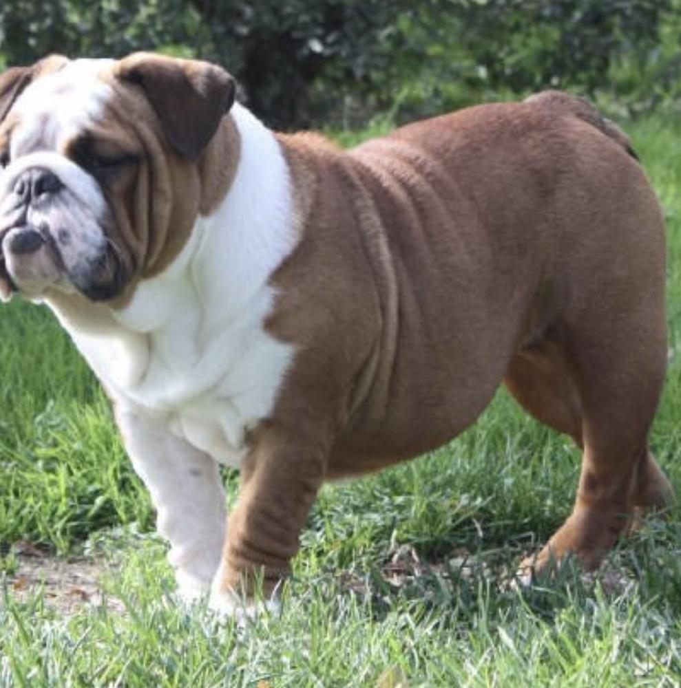 Rosie Snickers | Olde English Bulldogge 