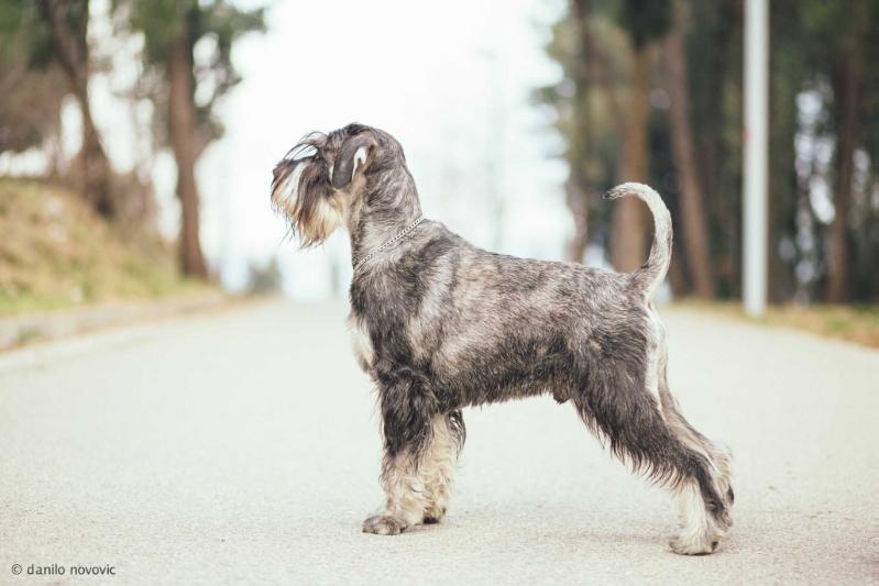 DaVinci Saltus ze Zahrabske | Standard Schnauzer 