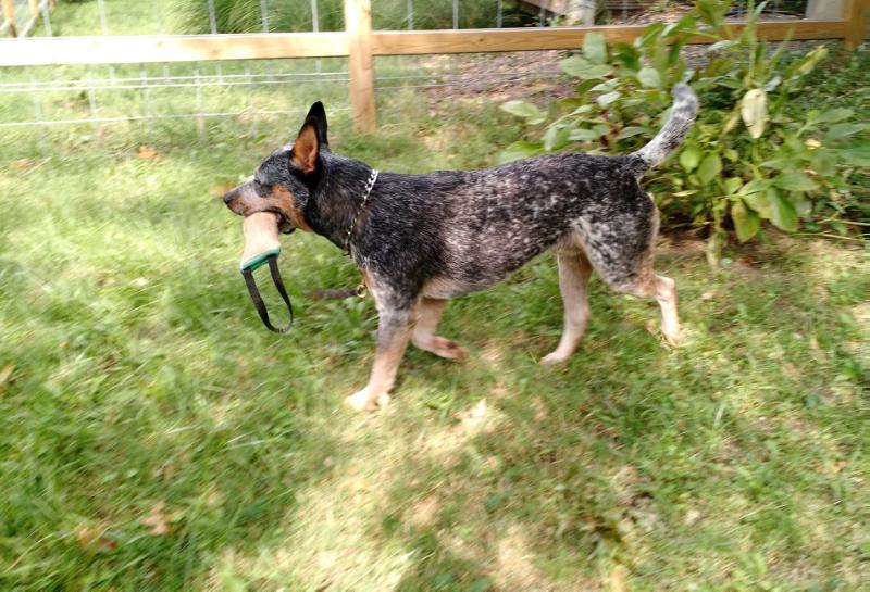 OX'S VOLCANIC ASH | Australian Cattle Dog 