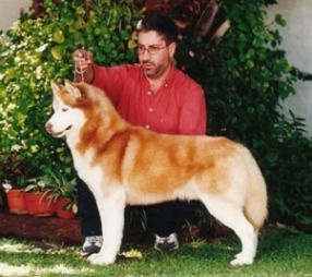 Ody andrey of sevan'S lake | Siberian Husky 