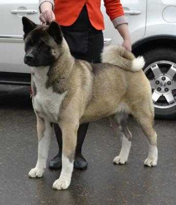 Planeta Udachi Viriti Umbra | Akita 