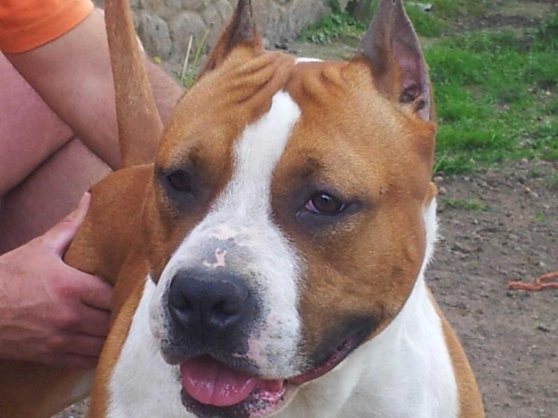 Vilakron The Show Must Go On by Cardenas | American Staffordshire Terrier 