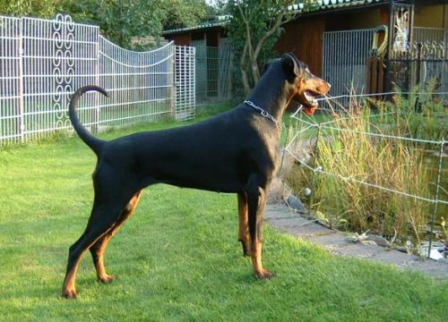 Teres v. Kloster-Kamp | Black Doberman Pinscher