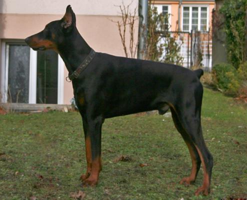 Damien Opus Meum | Black Doberman Pinscher