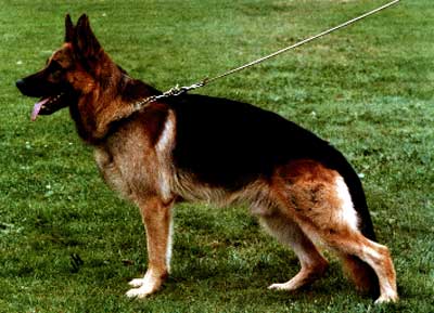 Derby von Adeloga | German Shepherd Dog 