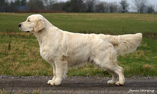 Abinvale Traguardo | Golden Retriever 