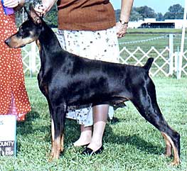 Briarwood After Shock | Black Doberman Pinscher