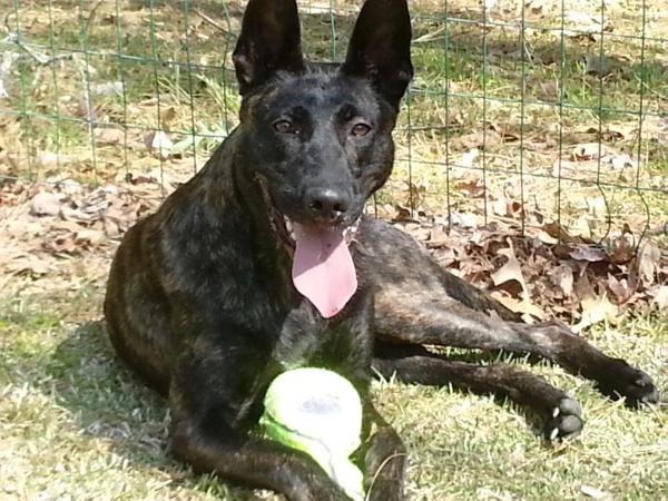 IK9f's Inca | Dutch Shepherd 