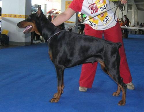 Ak-Yar Zamira | Black Doberman Pinscher