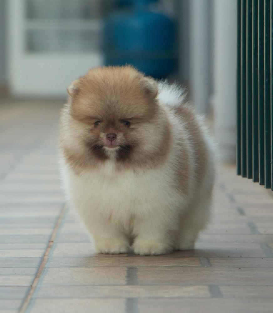 Eros of Avallon Isle | Pomeranian 