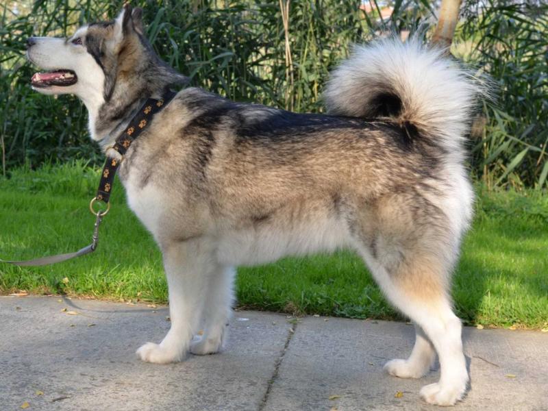 Inuyak The Sixth Sense | Alaskan Malamute 