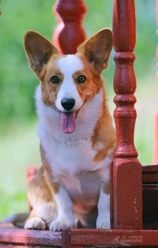 Vans Hors Aktrisa | Cardigan Welsh Corgi 