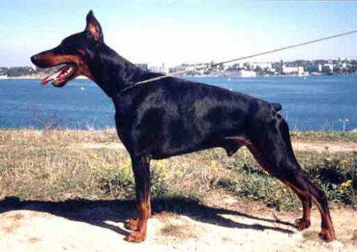 Ak-Yar Bagration | Black Doberman Pinscher