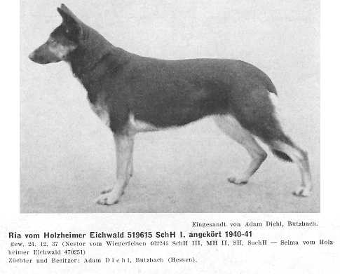 Ria vom Holzheimer Eichwald | German Shepherd Dog 