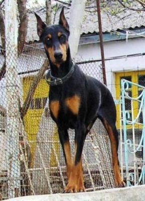 Ak-Yar Astoria | Black Doberman Pinscher