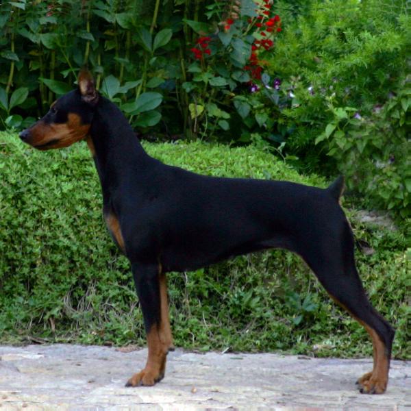 Nevars Okalani Kamali'i Wahine Ka Nalu Temerity | German Pinscher 