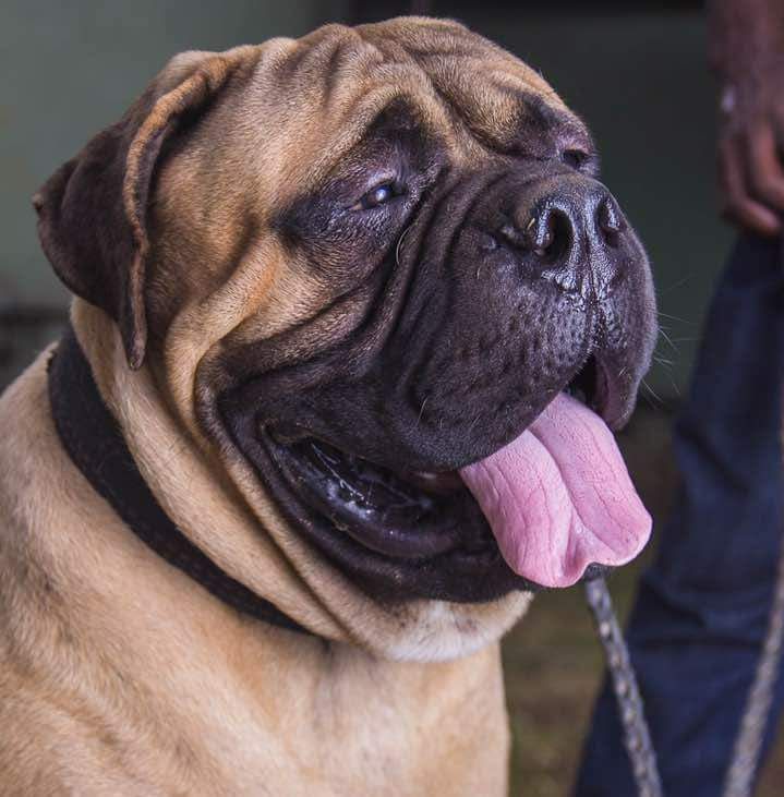 Smat Dog Icon | Bullmastiff 