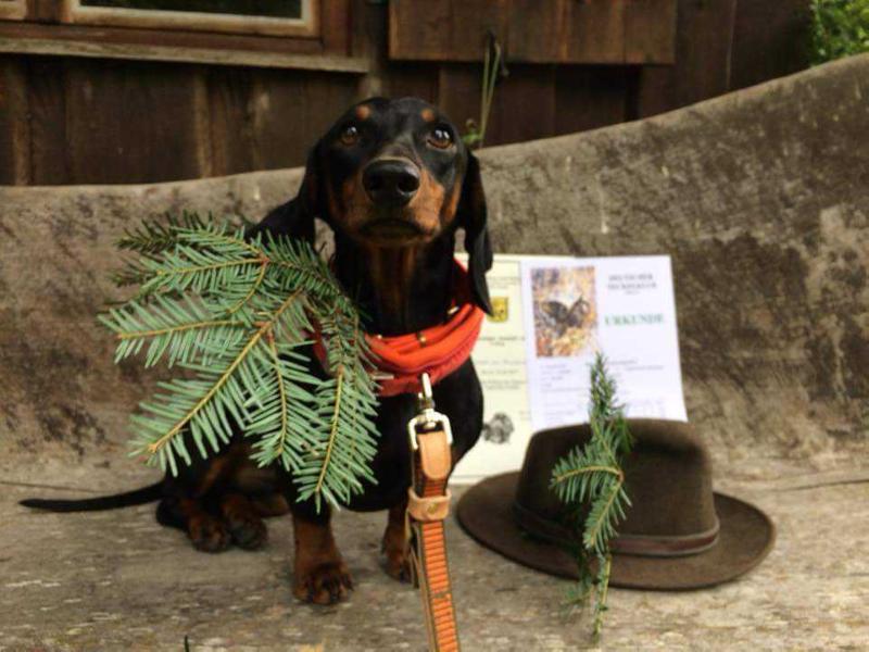 Beelzebub vom Brexbach | Dachshund 