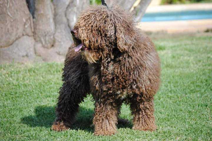 Kayser de los Cerros Quinto | Spanish Water Dog 