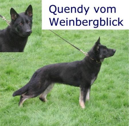Quendy vom Weinbergblick | German Shepherd Dog 
