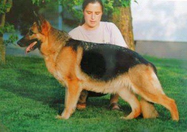 Tigrise vom Wildsteiger Land | German Shepherd Dog 