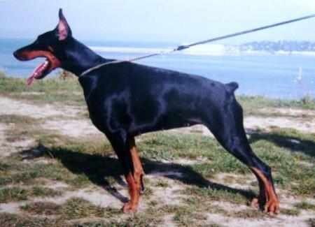 Ak-Yar Evrazia | Black Doberman Pinscher