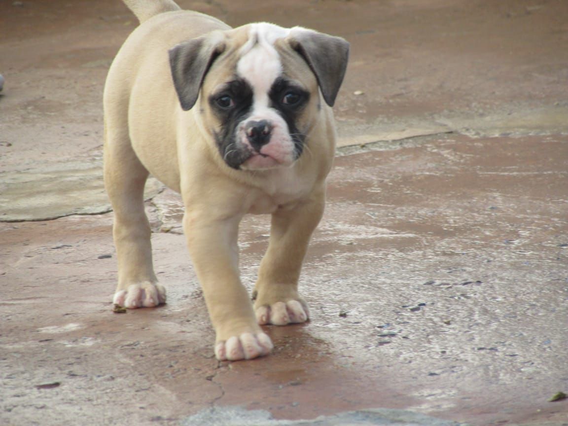 Konda Bulls Quindy | American Bulldog 